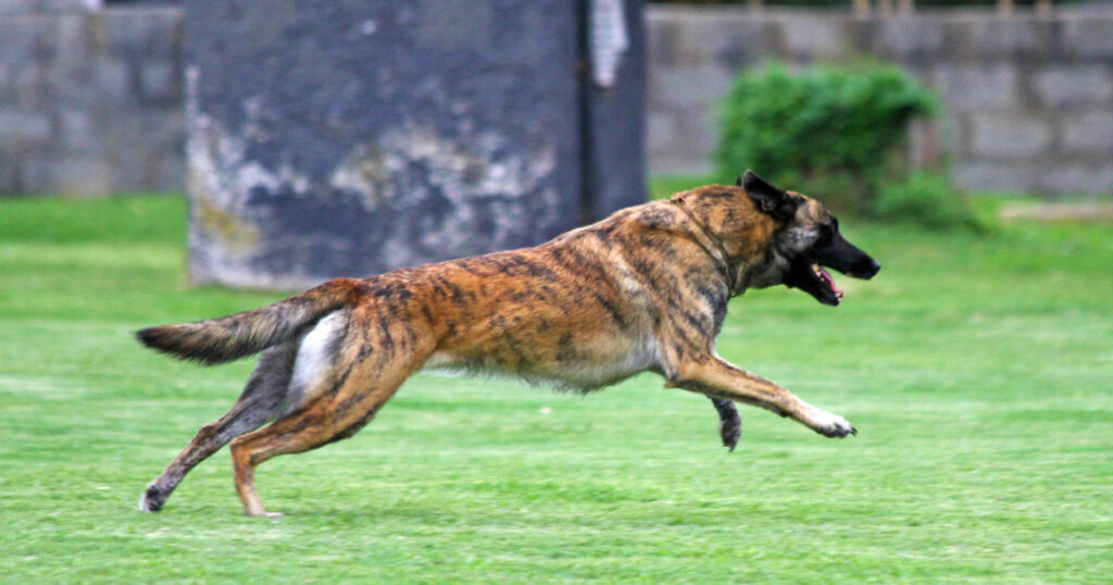 The Dutch Police Dog Breeds: A Comprehensive Analysis - Click to Search ...