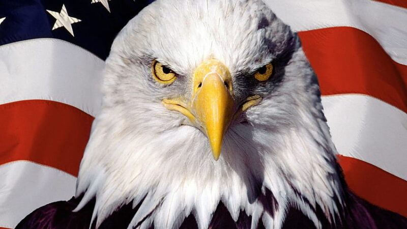 The Bald Eagle: A Majestic Symbol of American Freedom