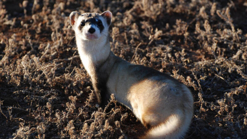 What Animals Live in the Southwest Region?