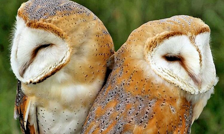 Indiana Dnr Barn Owl Cam