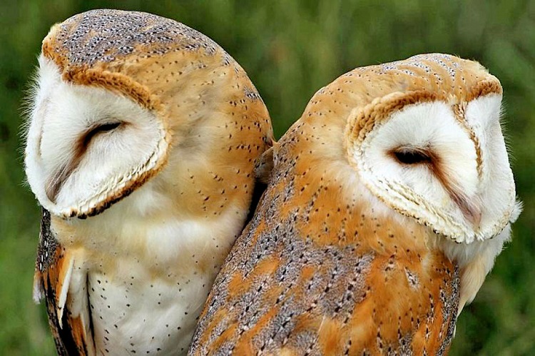 Indiana Dnr Barn Owl Cam