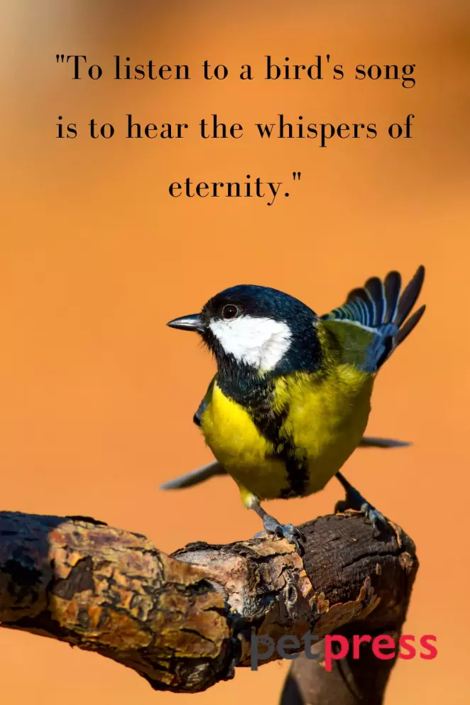 Wings of Wisdom: Exploring the Essence of Freedom in Bird Quotes