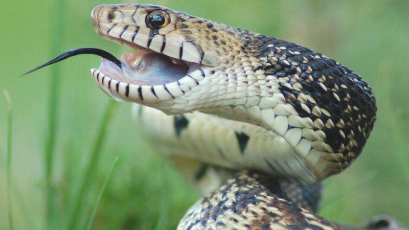 Bull Snake