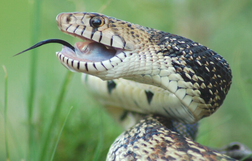 Bull Snake