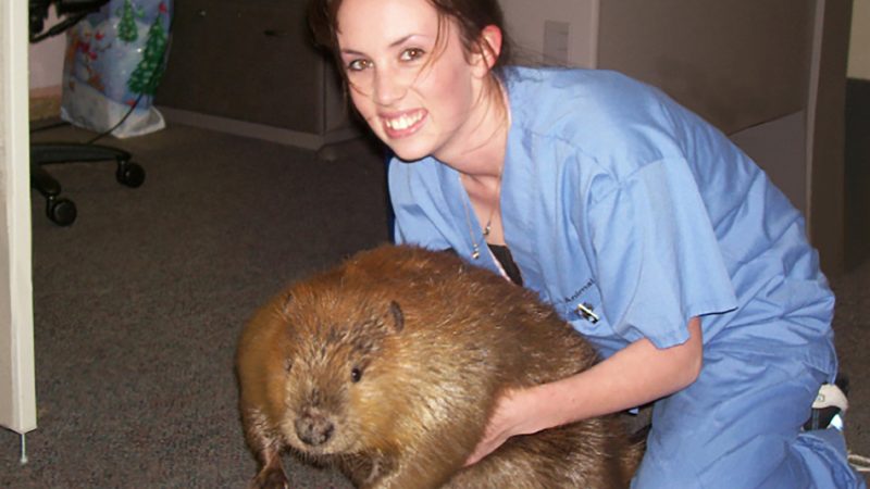 Pet Beaver