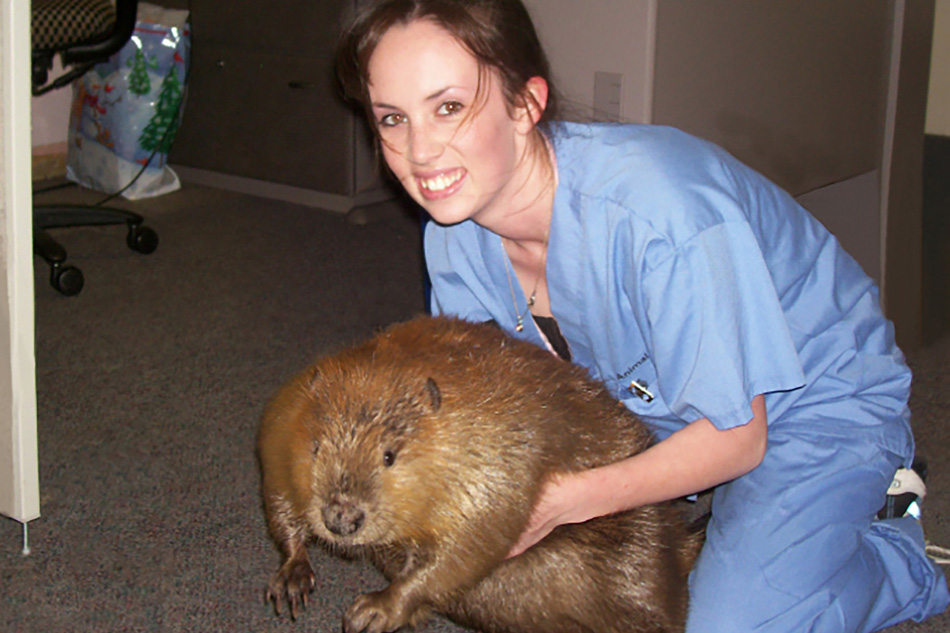 Pet Beaver