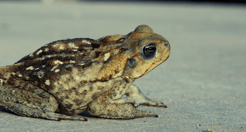 Bufo Toad