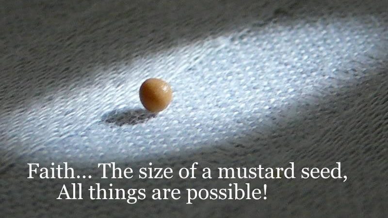 Mustard Seed Faith