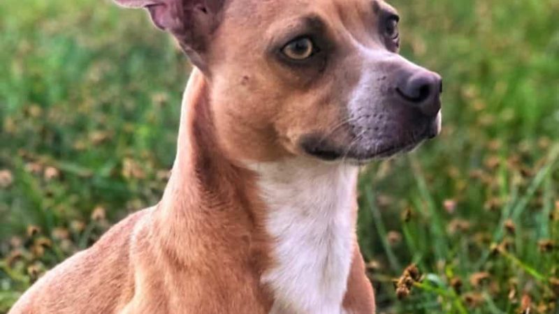 Pitbull Mixed Chihuahua