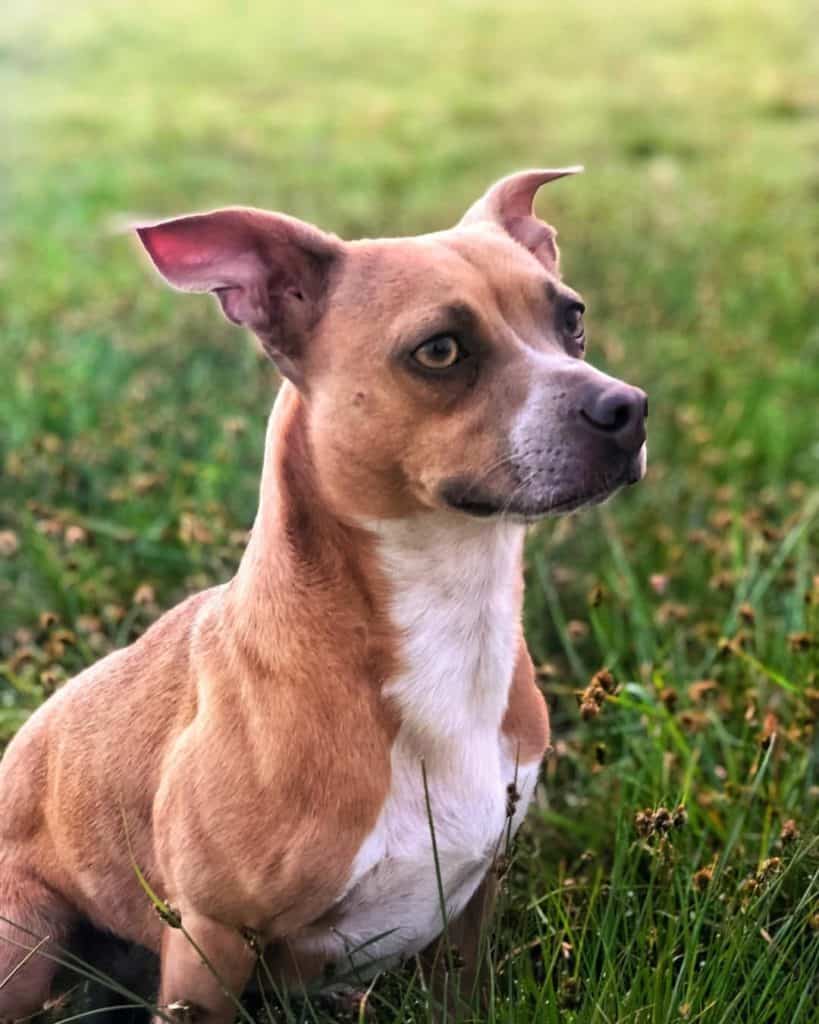 Pitbull Mixed Chihuahua