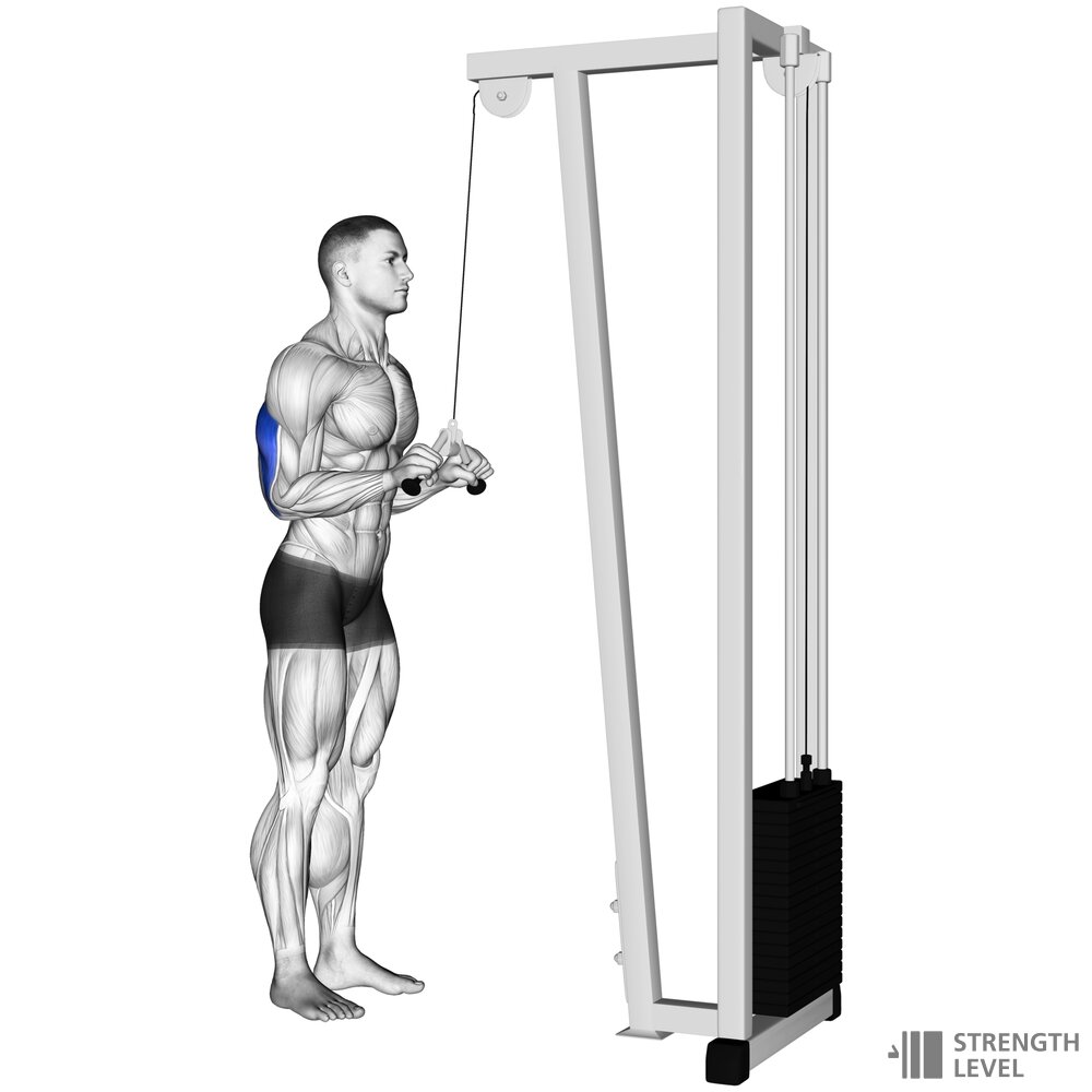 Triceps Pushdown