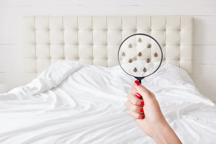 How to Check for Bed Bugs: A Comprehensive Guide