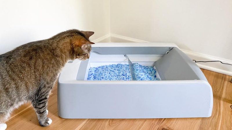 The Best Litter Boxes for Cats in 2024: A Complete Guide