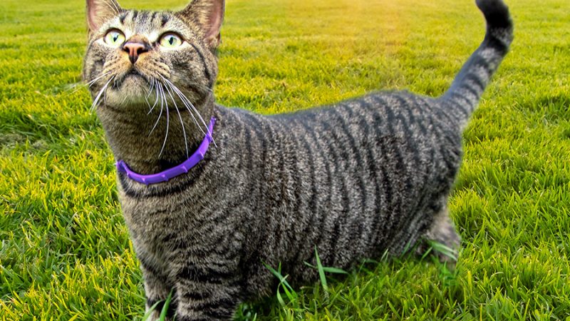 Best Flea Control for Cats: A Comprehensive Guide