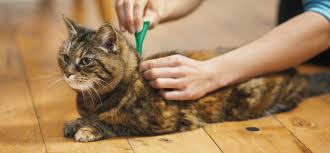 The Best Flea Medicine for Cats Without a Vet Prescription: A Comprehensive Guide