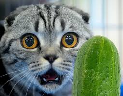 Why Are Cats Afraid of Cucumbers? The Mystery Behind the Viral Phenomenon