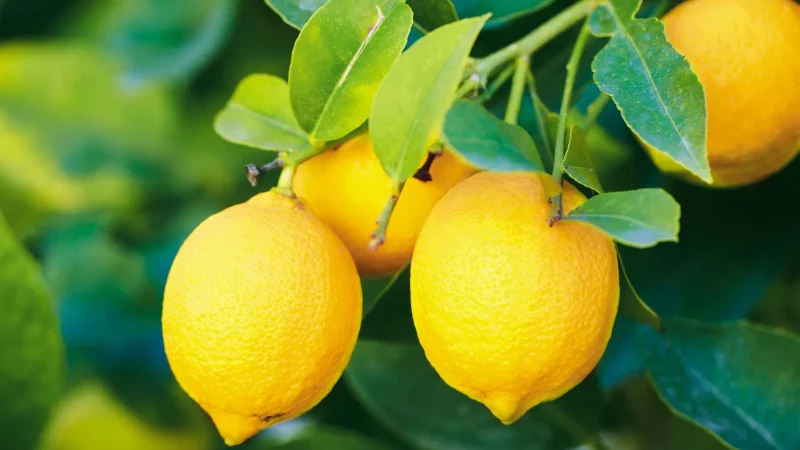 The Zesty World of Lemons: A Comprehensive Exploration