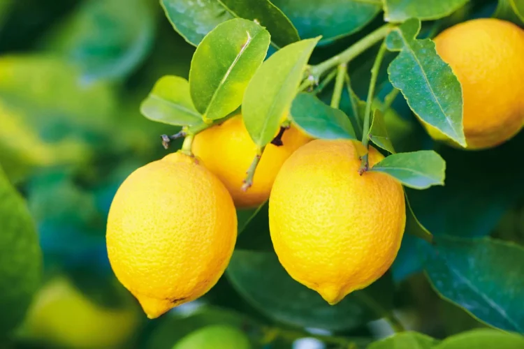 The Zesty World of Lemons: A Comprehensive Exploration