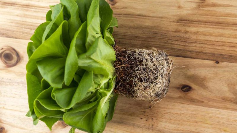 Butter Lettuce: The Delicate Green Gem of the Garden