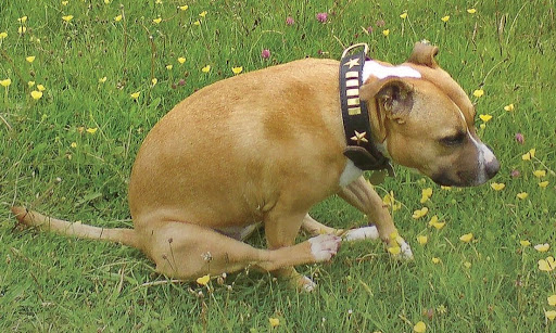 Why Do Dogs Drag Their Butts? Understanding This Common Behavior